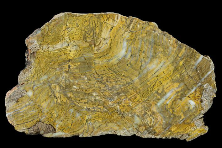 Strelley Pool Stromatolite Slab - Billion Years Old #130629
